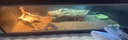 Bearded Dragon reptiles for sale: x2 male beared dragons  in Newcastle - Advert 2