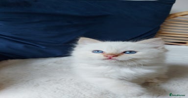 Siamese cats - Advert 16