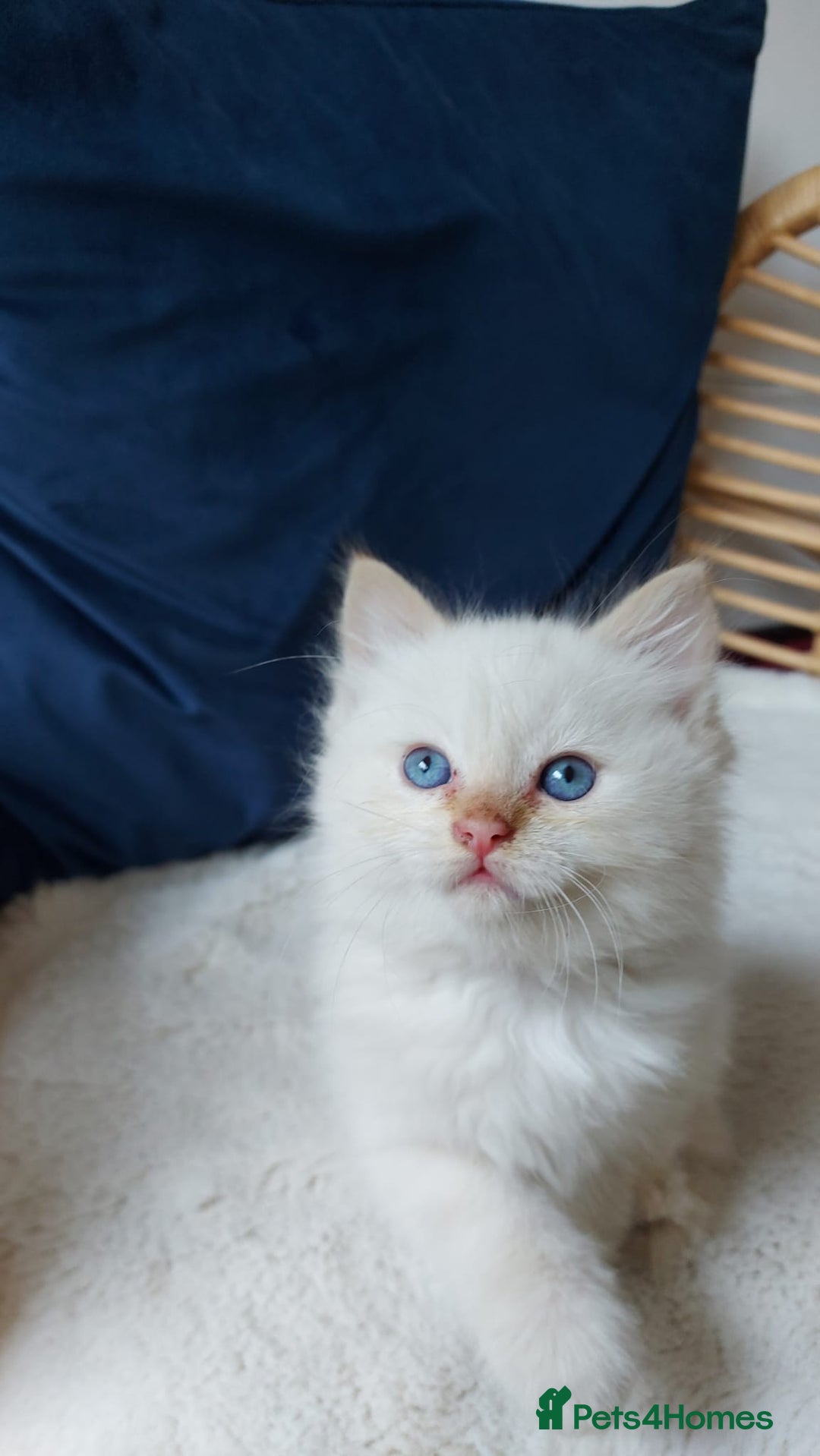 Siamese cats for sale: Ready to Leave Flame Point Siamese Kittens - Image 2