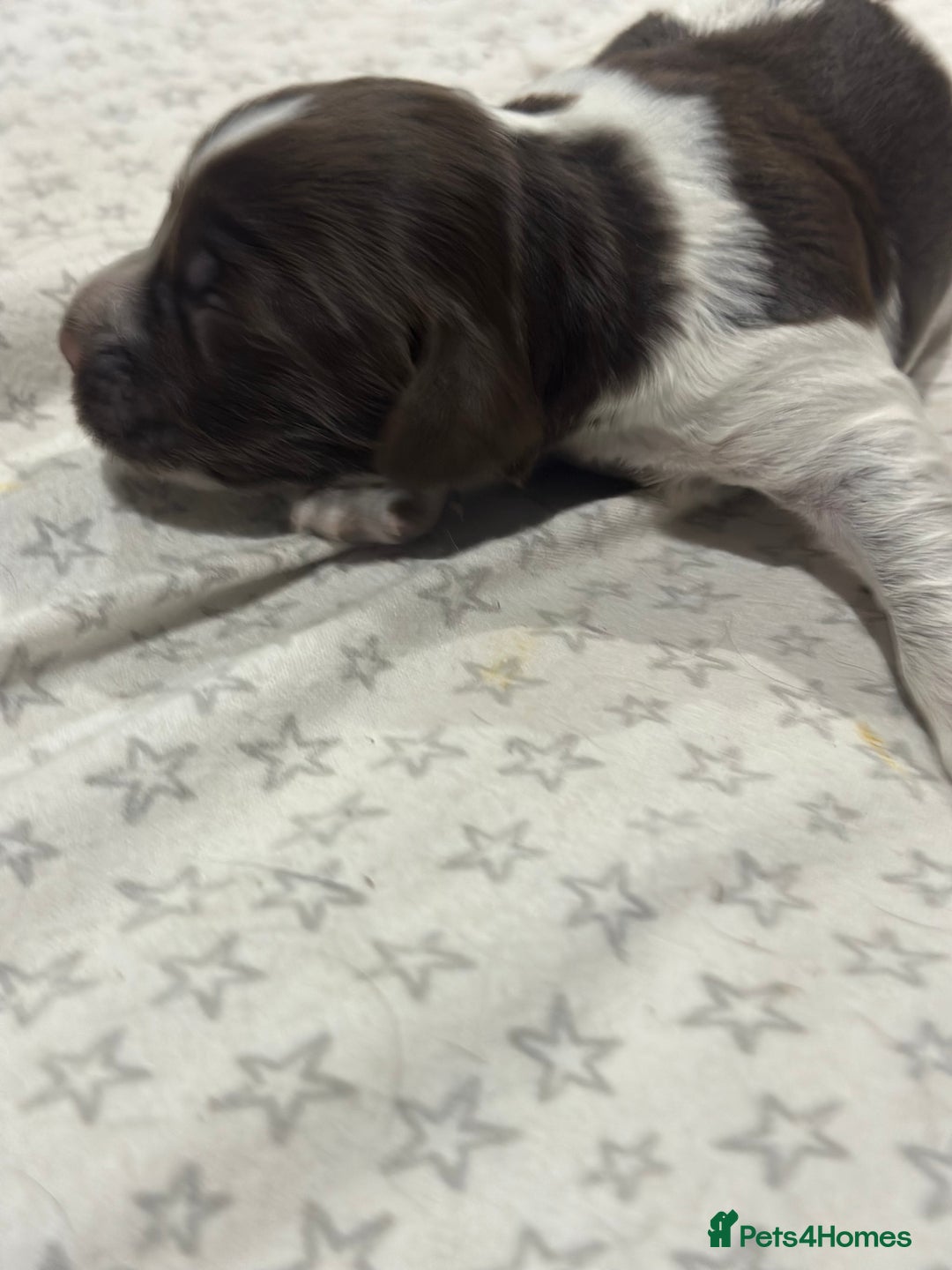 Sprocker dogs for sale: Beautiful sprockers  - Image 6