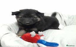German Shepherd dogs for sale: BEAUTIFUL SABLE GERMAN SHEPHERD PUPS - Image 17