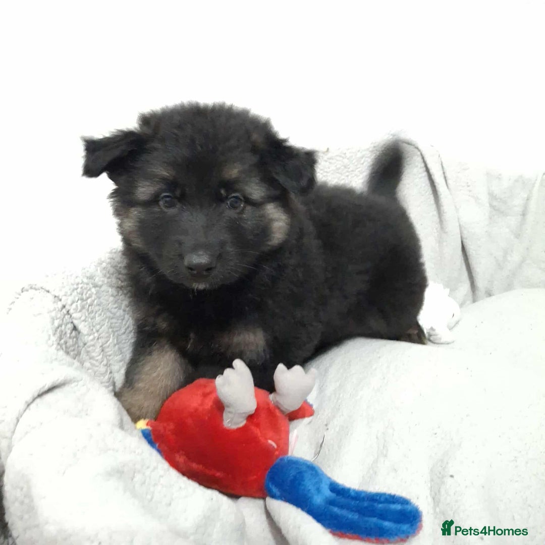 German Shepherd dogs for sale: BEAUTIFUL SABLE GERMAN SHEPHERD PUPS - Image 17