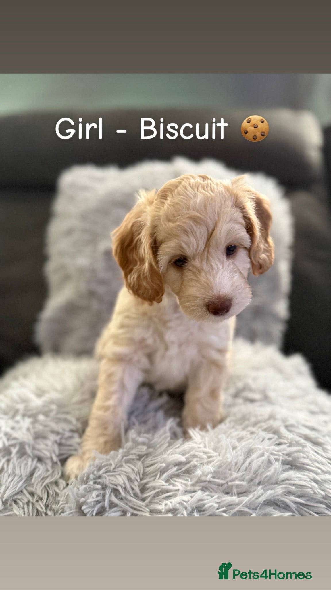 Cockapoo dogs Cockapoo Puppies  - Advert 6