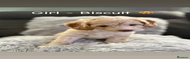 Biscuit 