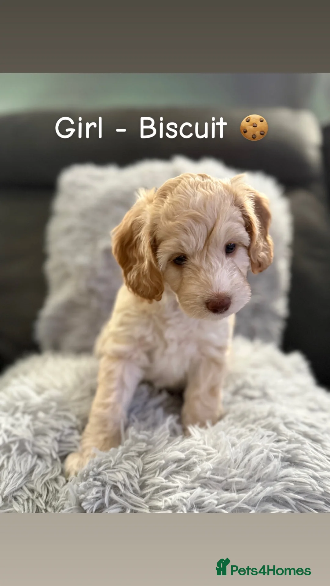 Cockapoo dogs for sale: Cockapoo Puppies  - Advert 1