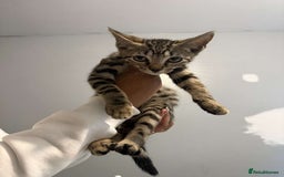Ragdoll cats for sale: Ragdoll x bengal //// bengal x tabby - Image 29