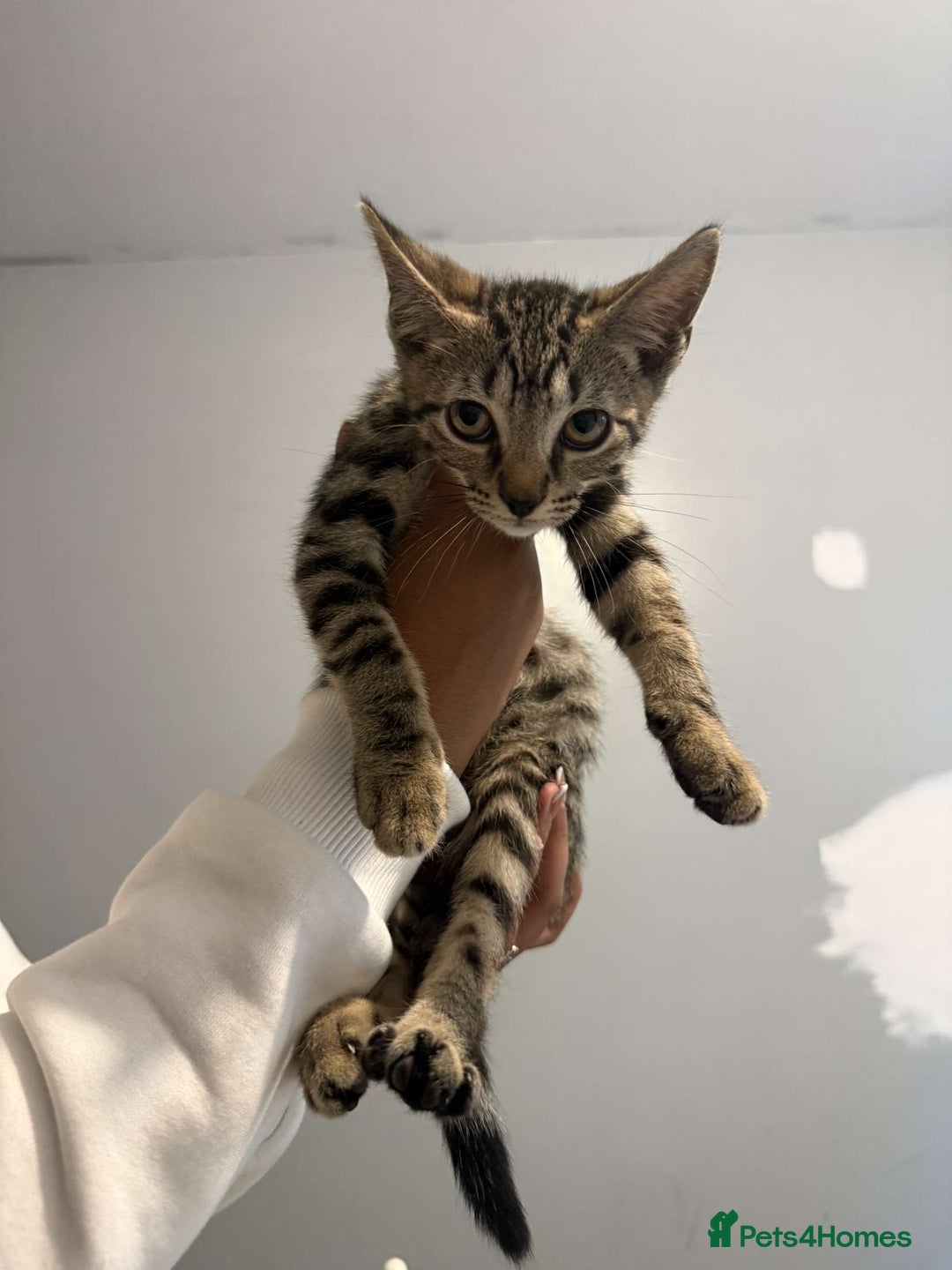 Ragdoll cats for sale: Ragdoll x bengal //// bengal x tabby - Image 29