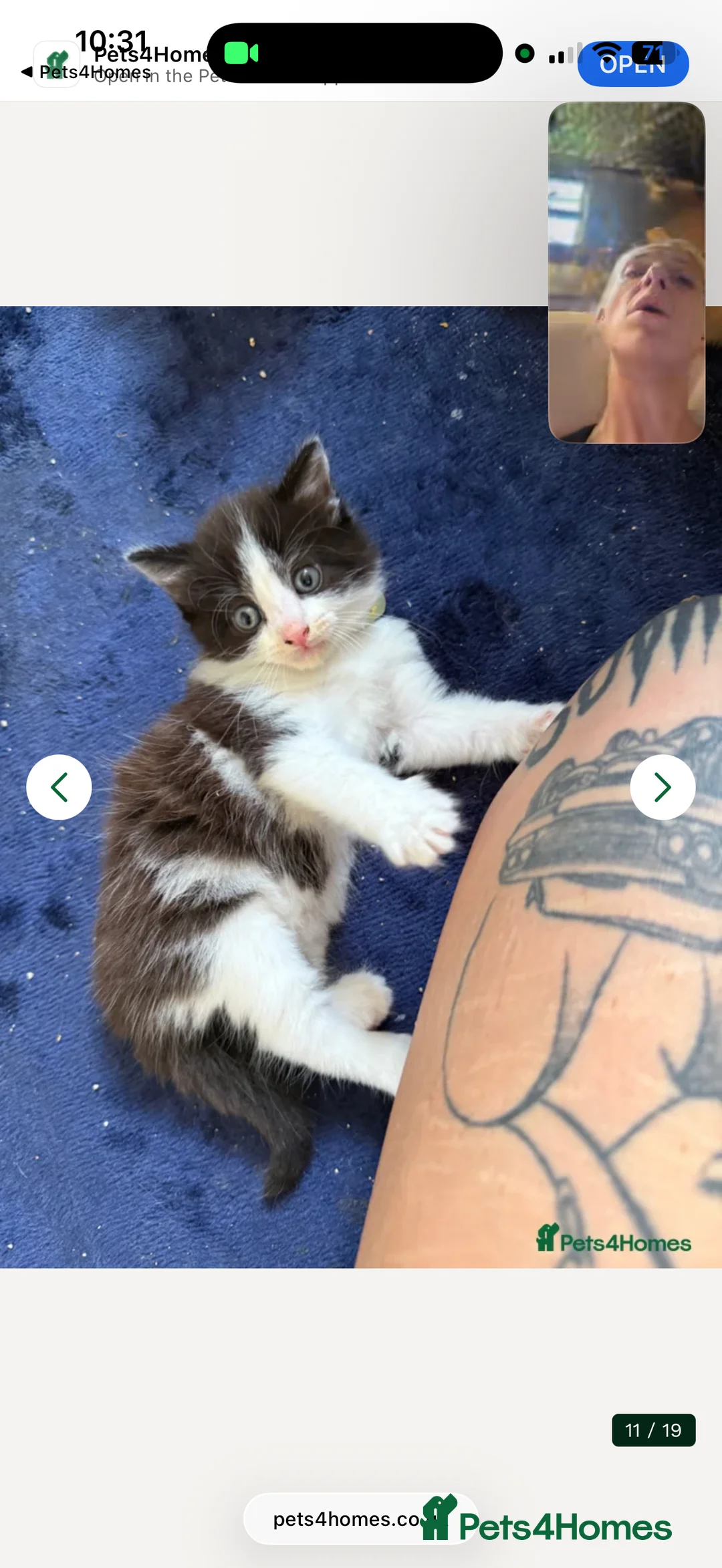 Mixed Breed cats for sale: 4 boy kittens still available  - Advert 18