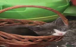 Mixed Breed cats for sale: Gorgeous Kittens  - Image 3
