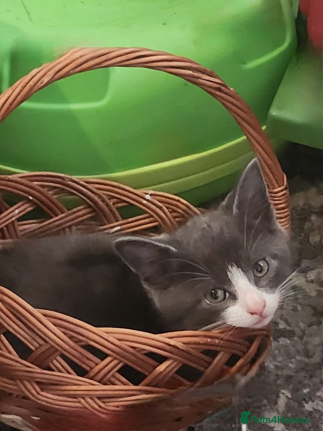 Mixed Breed cats for sale: Gorgeous Kittens  - Image 3