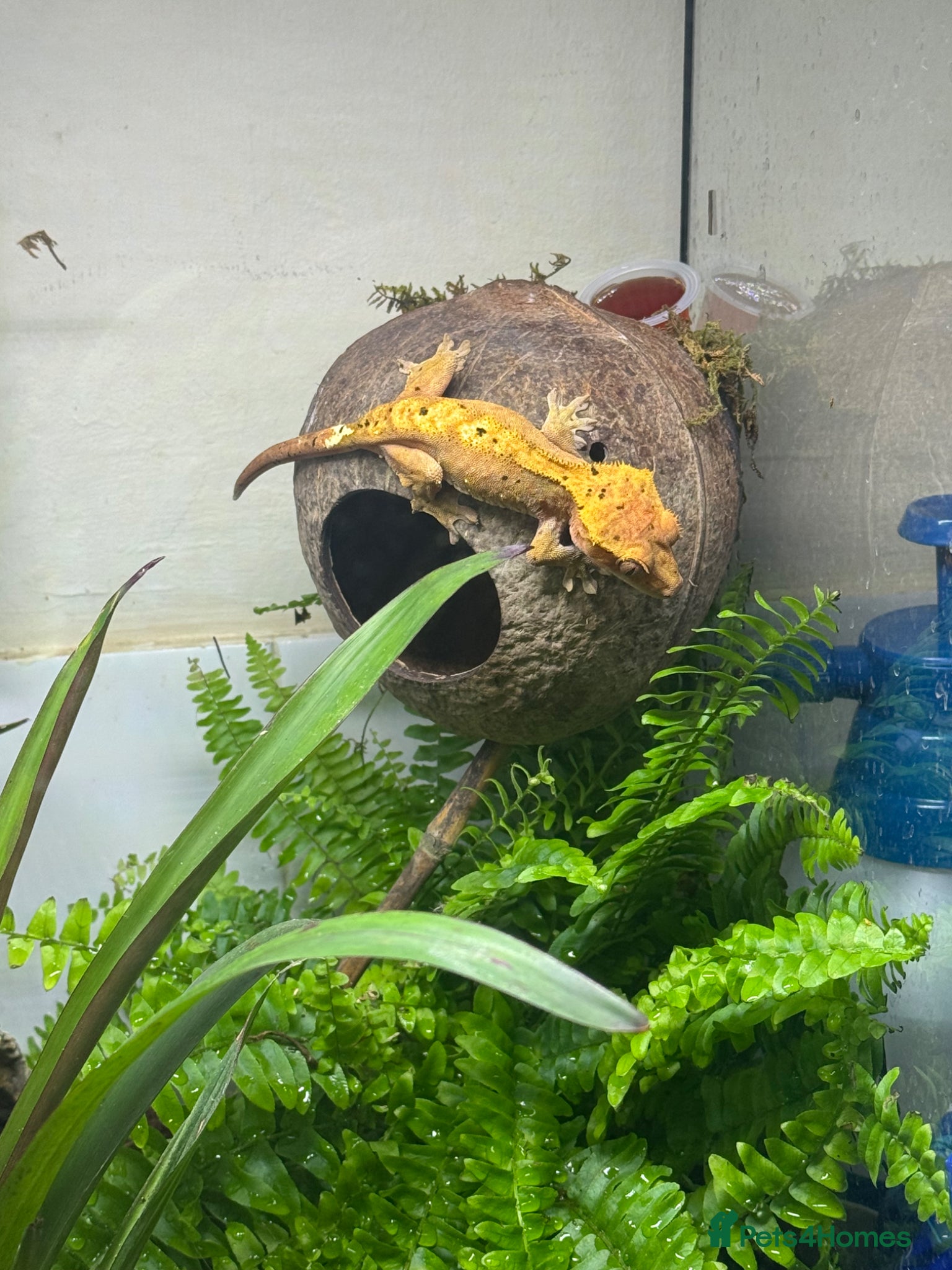 Gecko reptiles Crested gecko and set up   - Advert 2