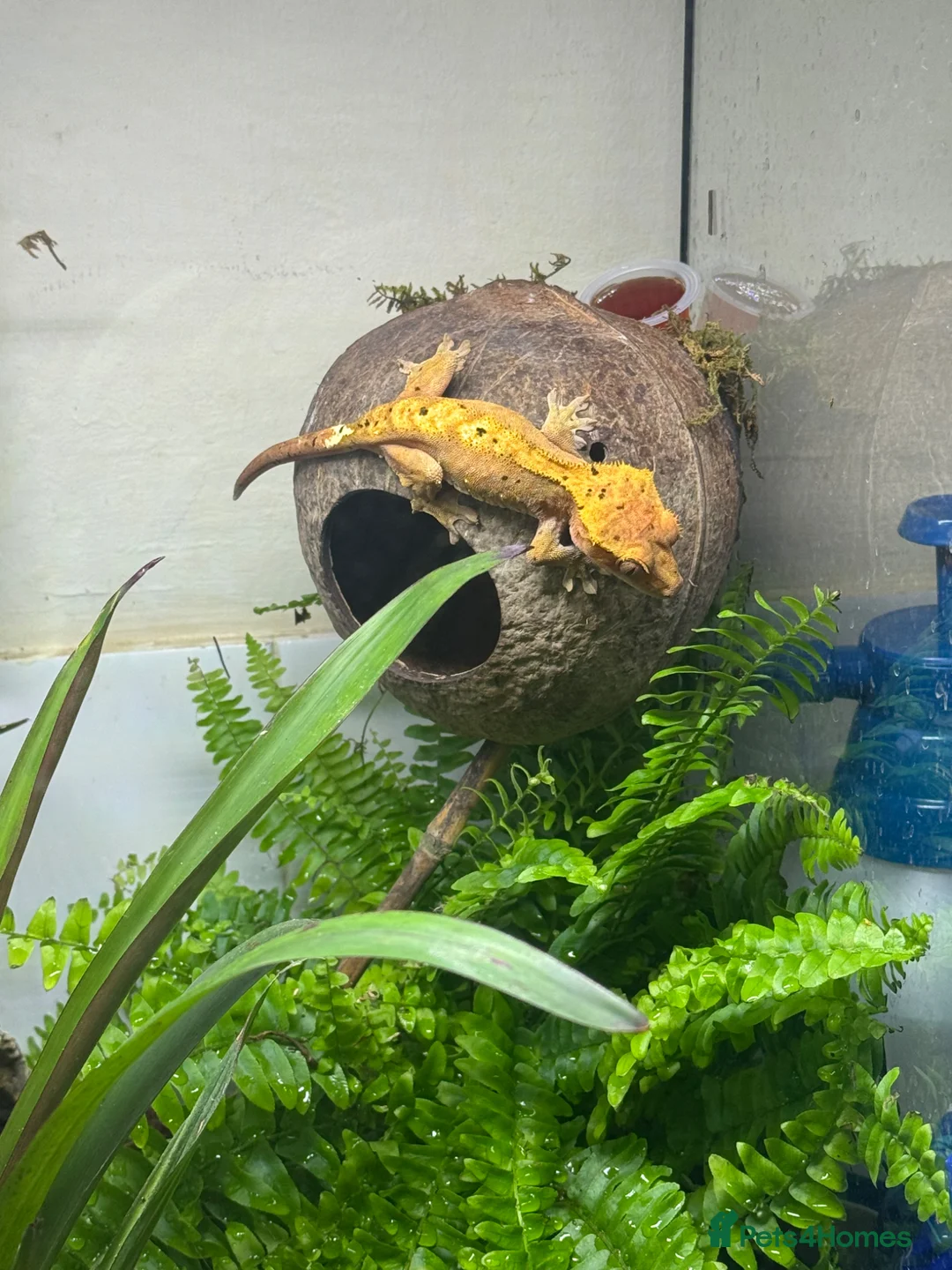 Gecko reptiles for sale: Crested gecko and set up   in Warminster - Advert 1