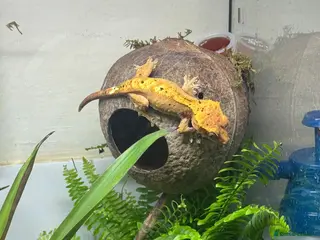 Gecko reptiles Crested gecko and set up - Advert 2