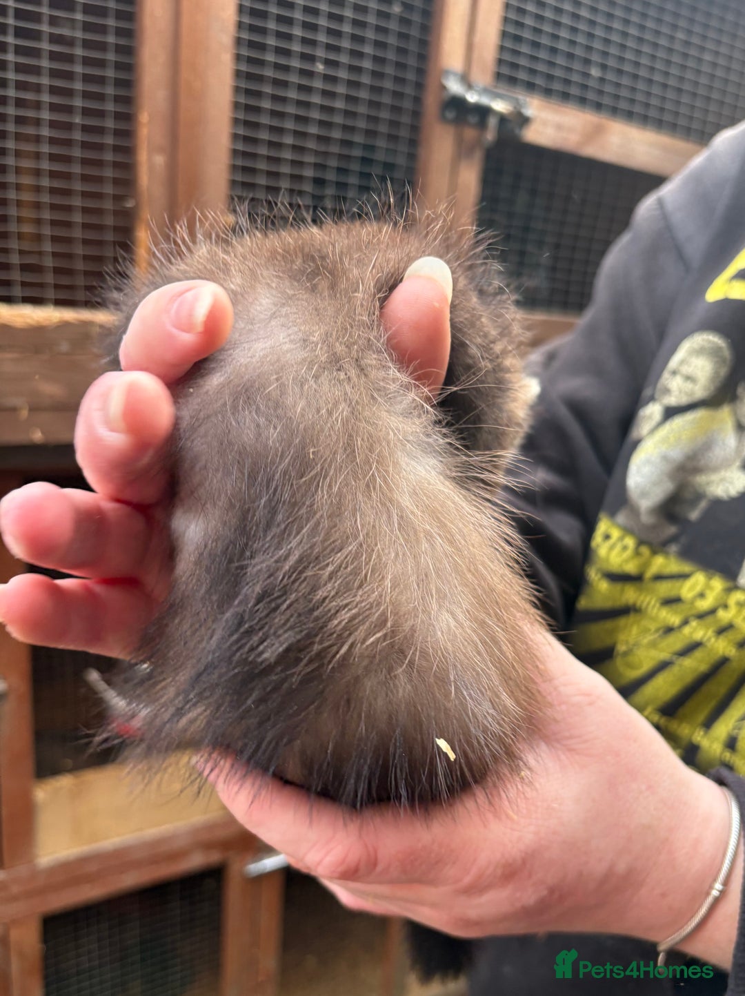 Ferret rodents for sale: Part-angora kits  - Image 4