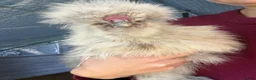 Chickens poultry for sale: FREE – USA Grey Silkie Cockerel - Advert 2
