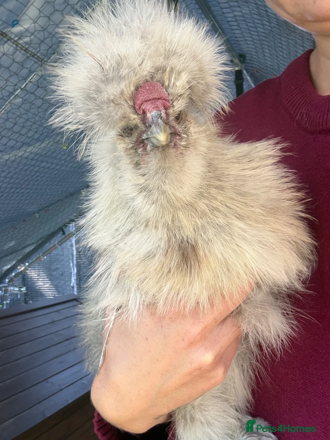 Chickens poultry for sale: FREE – USA Grey Silkie Cockerel - Advert 2