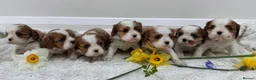 Cavalier King Charles Spaniel dogs for sale: 7 adorable KC registered puppies  - Advert 7
