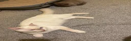Ragdoll cats for sale: ACTIVE FAWN POINT GIRL AVAILABLE  in Norwich - Advert 6