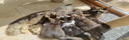 Maine Coon cats for sale: Main coon kittens  in Bristol - Advert 3