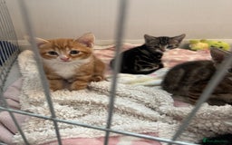 Domestic Shorthair cats for sale: Adorable kittens for sale  - Image 7