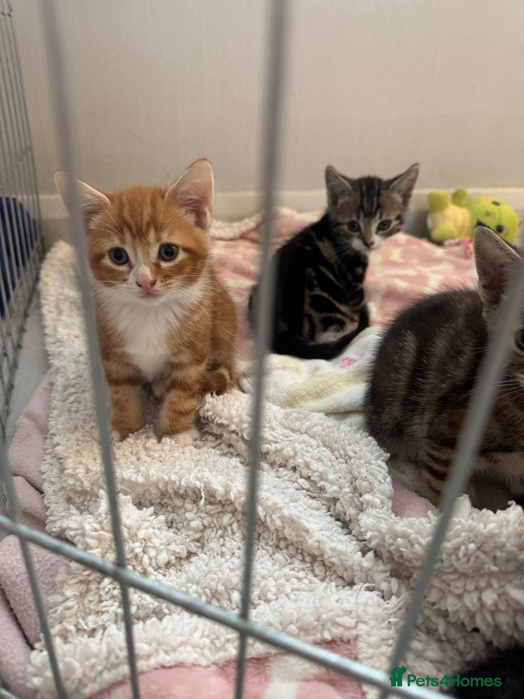 Domestic Shorthair cats for sale: Adorable kittens for sale  - Image 7