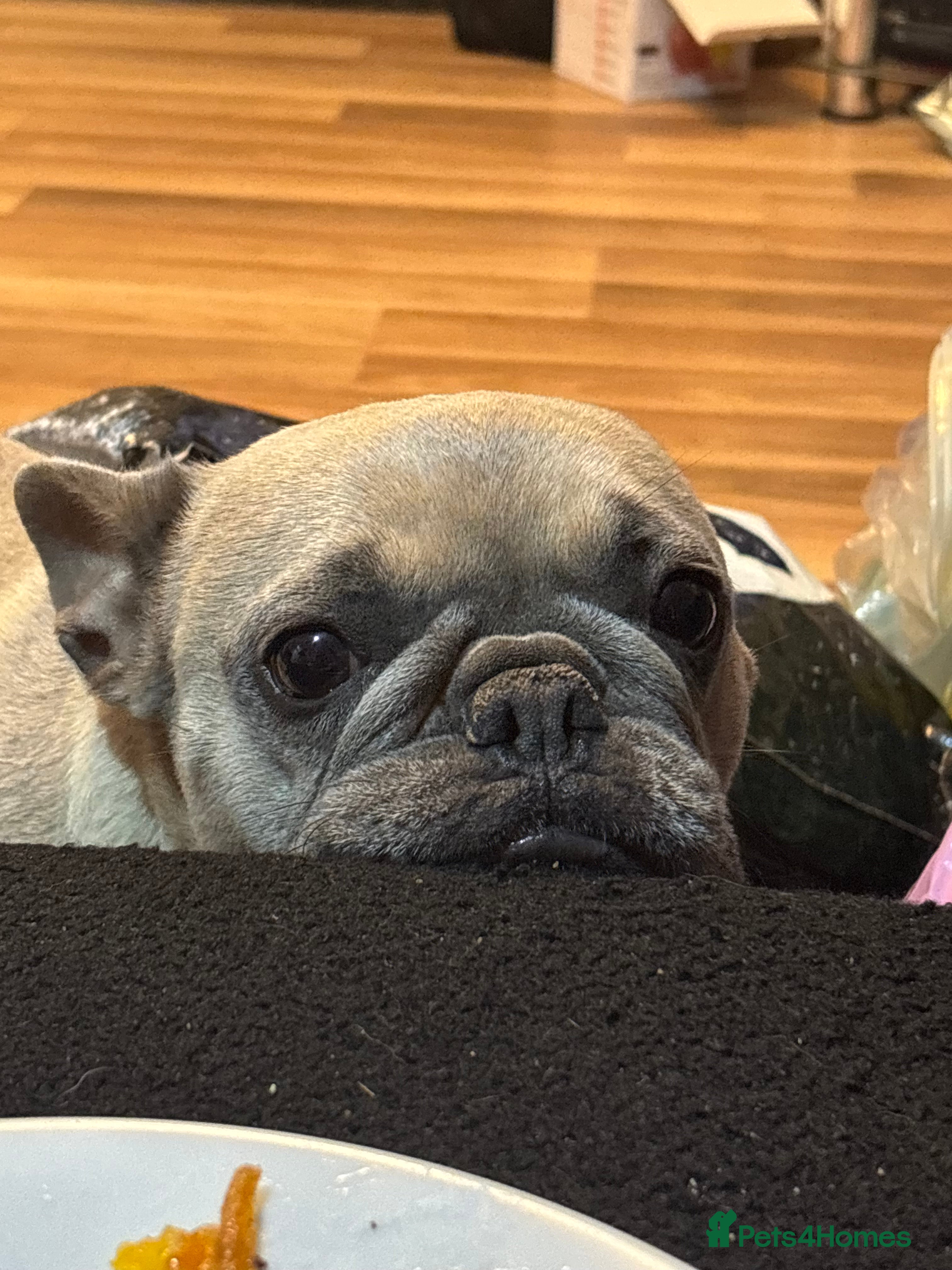 French Bulldog dogs 4 year female French bull dog  - Advert 1