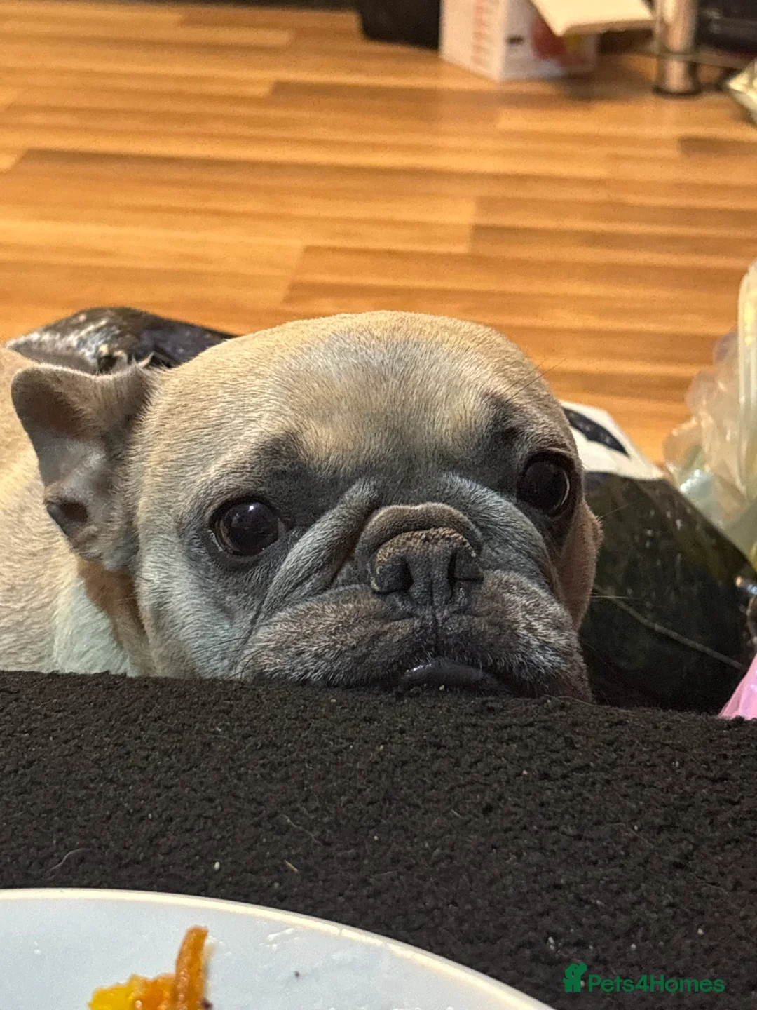 French Bulldog dogs for sale: 4 year female French bull dog  - Advert 1