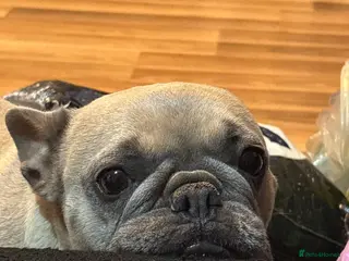 French Bulldog dogs 4 year female French bull dog - Advert 1