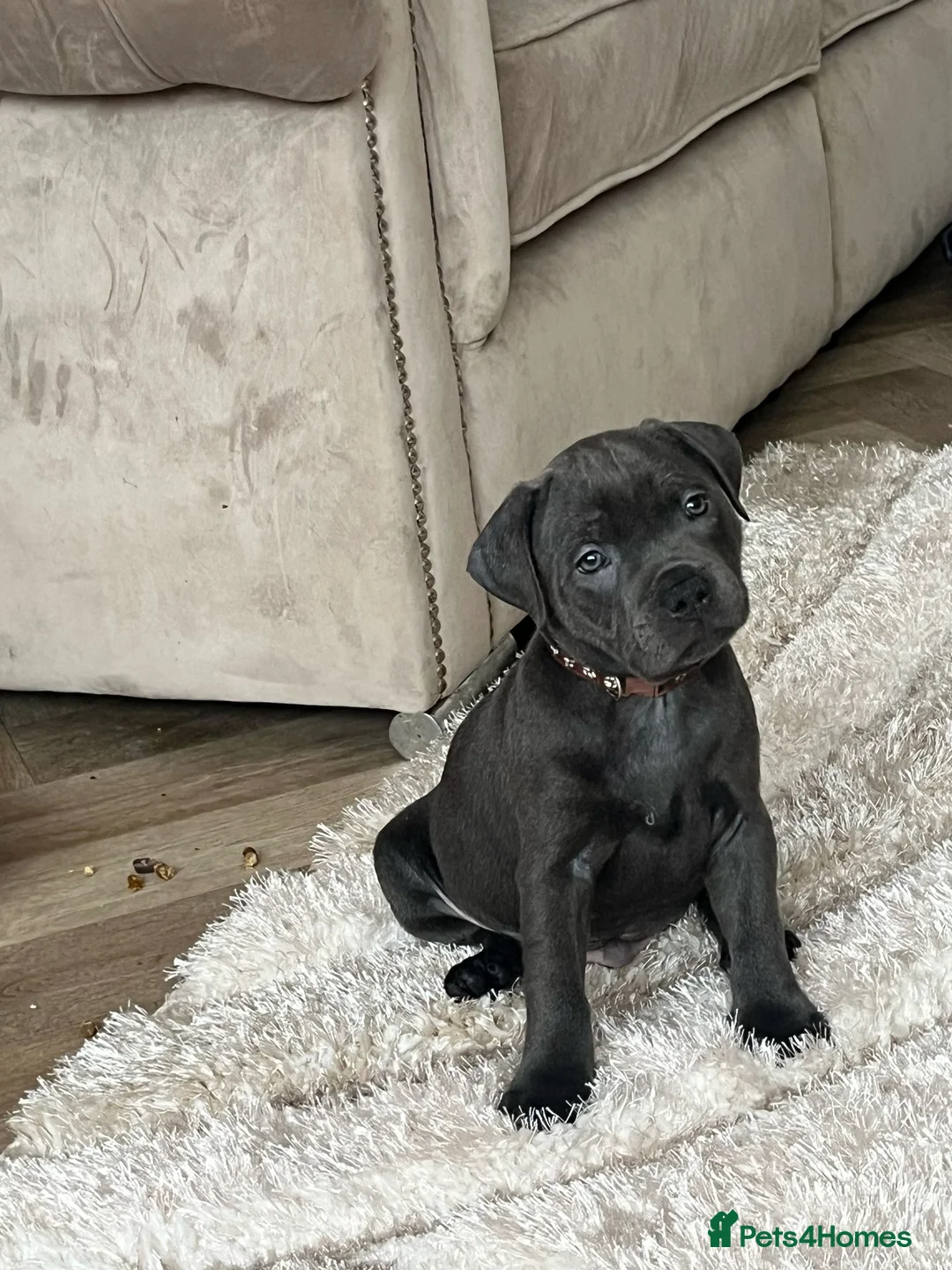 Staffordshire Bull Terrier dogs for stud: 🏆TROJANBULLS CHAMPION STAFFORD STUDS🏆 in Basingstoke - Advert 9