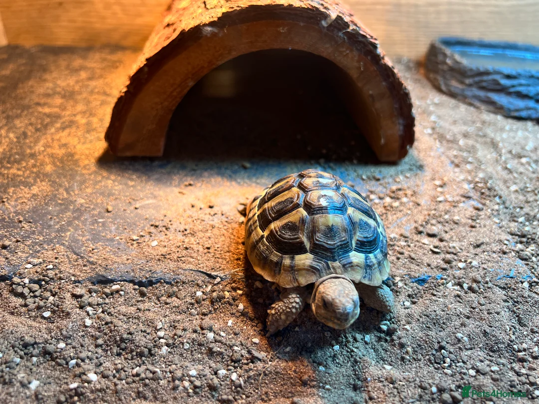 Hermann Tortoise reptiles for sale: Monty the tortoise - Advert 2
