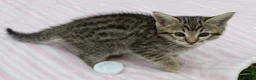 Savannah cats for sale: Highly Spotted F7 Savannah kittens - Advert 3