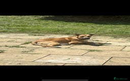 Mixed Breed dogs for sale: German shepherd/Belguim malonoi - Image 6