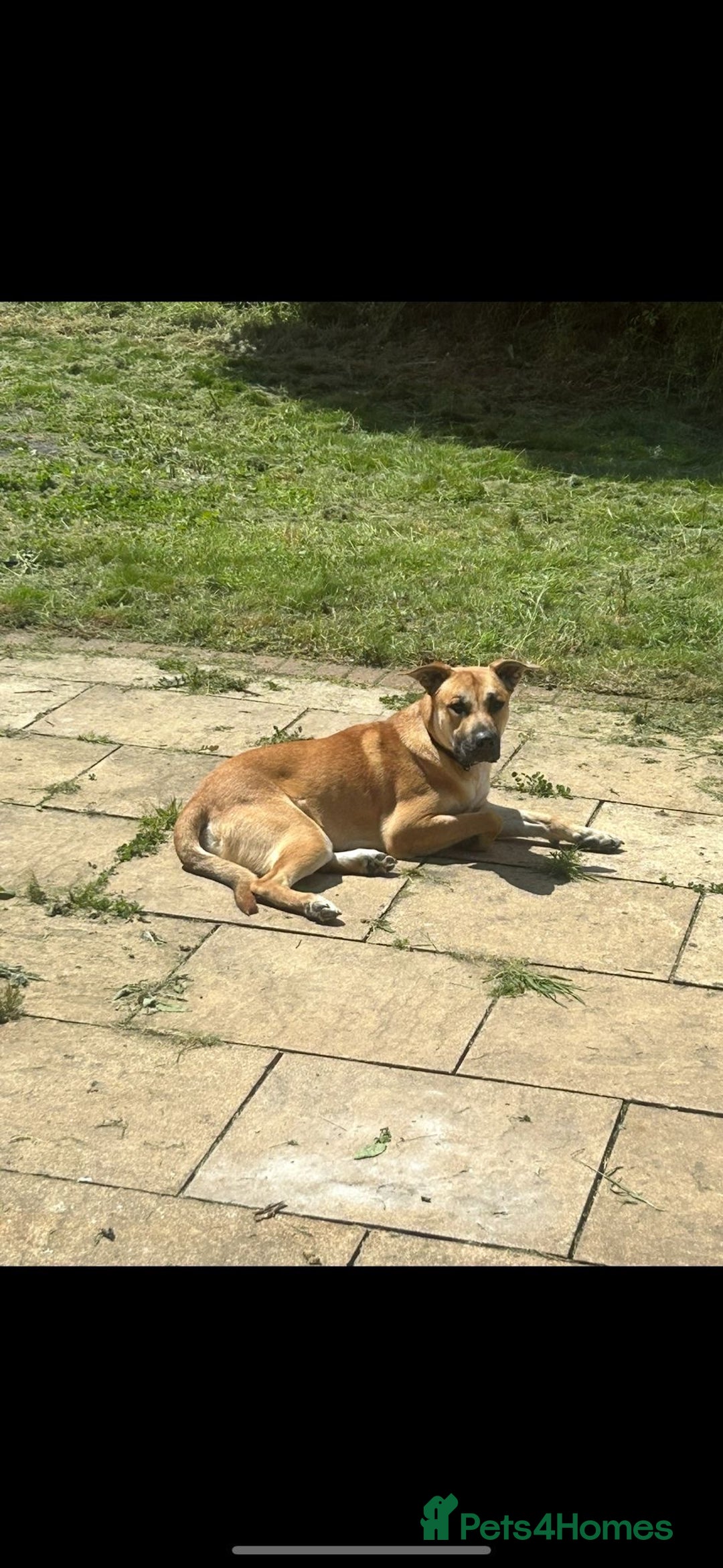Mixed Breed dogs for sale: German shepherd/Belguim malonoi - Image 6