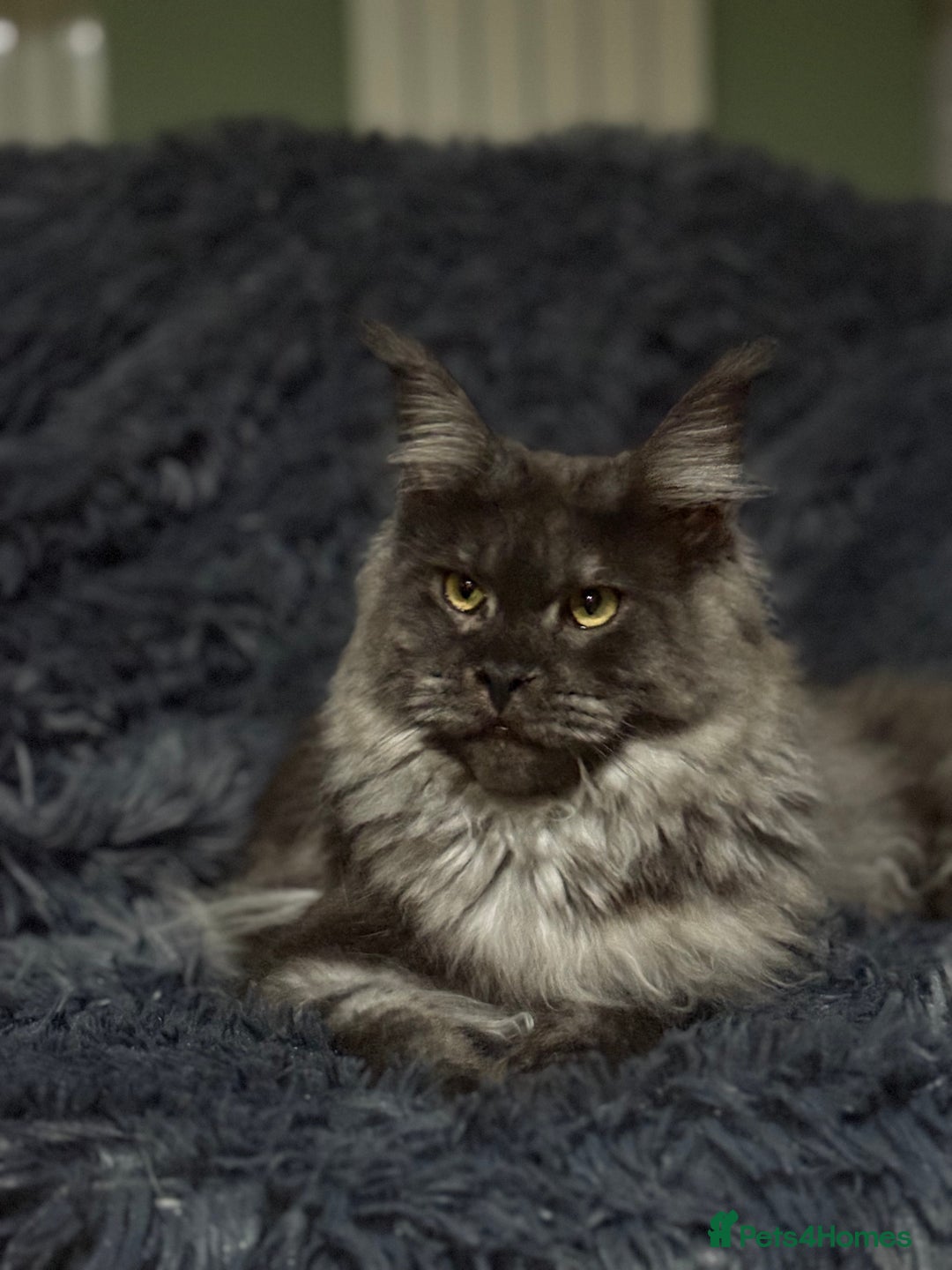 Maine Coon cats for sale: Active black smoke pedigree female - Image 2