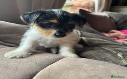 Jack Russell dogs for sale: last little girl - Image 2