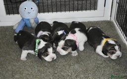 Beagle dogs for sale: Beautiful KC Beagle Puppies – DNA Health Tested  - Image 18