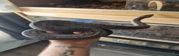 Boa Snake reptiles for sale: Beautiful leopard dwarf boa - Advert 5