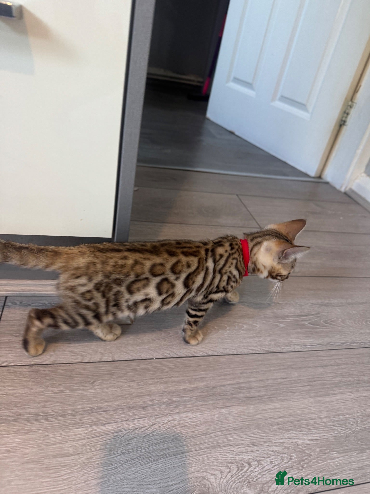 Bengal cats 🐆✨Outstanding TICA Registered Bengal cubs  ✨🐆 - Advert 2