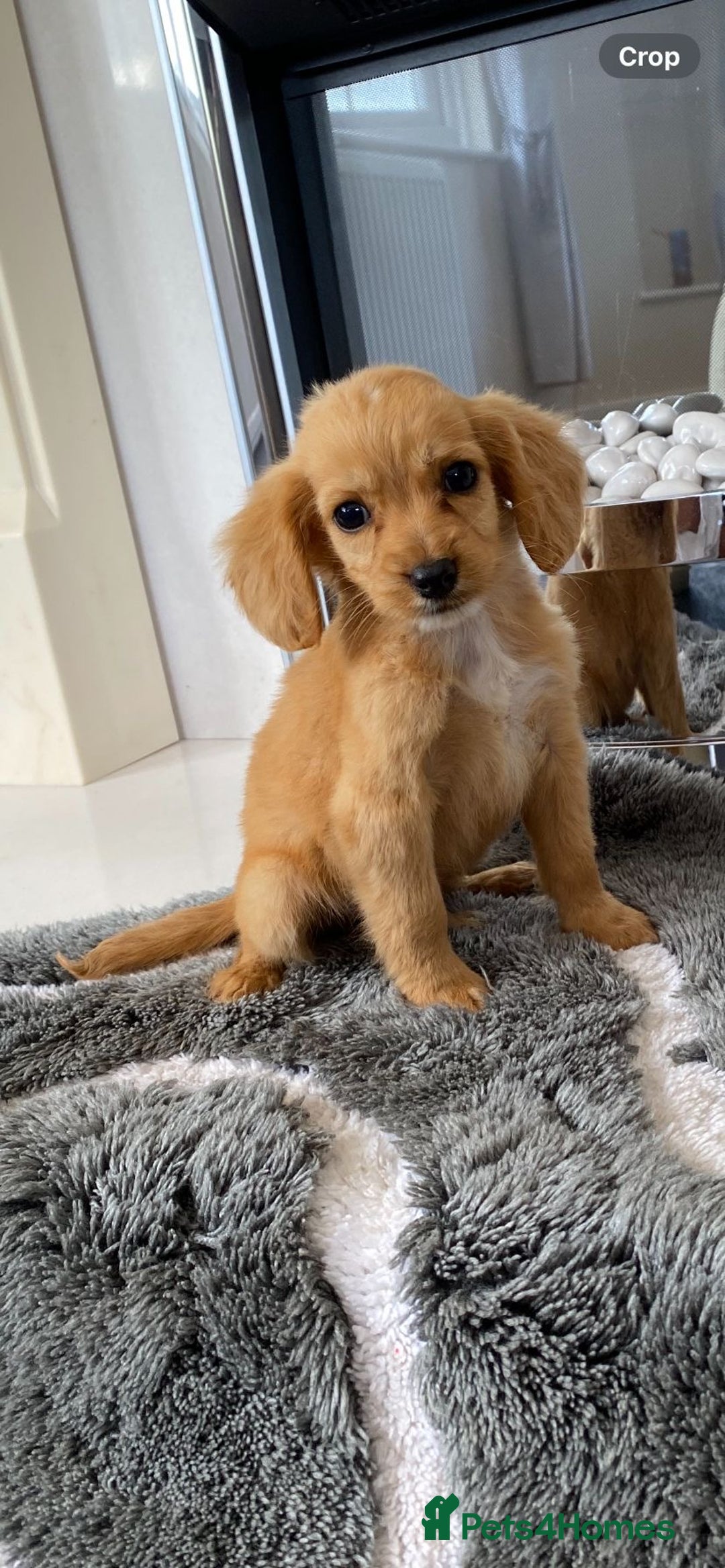 Cockapoo dogs for sale: Cockapoo puppies  - Image 4