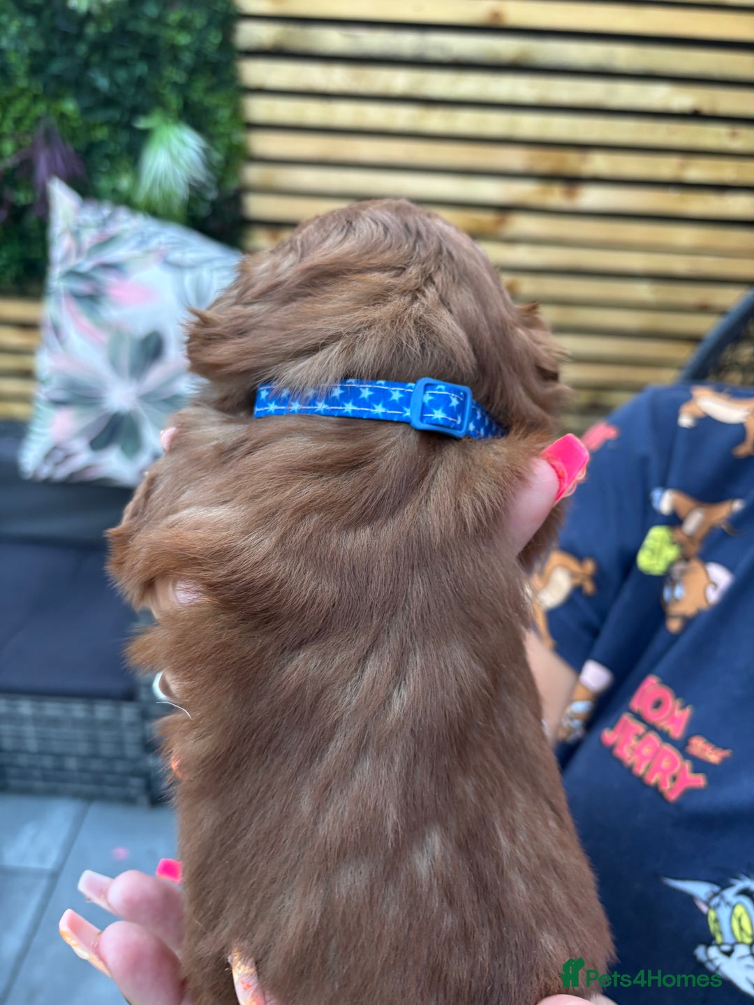 Shih Tzu dogs for sale: Imperial shih tzu puppies - Image 28