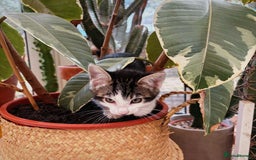 Bengal cats for sale: Two beautiful loving Boys 9 weeks old - Image 4