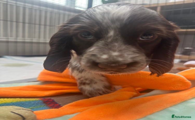 Cocker Spaniel dogs - Advert 1