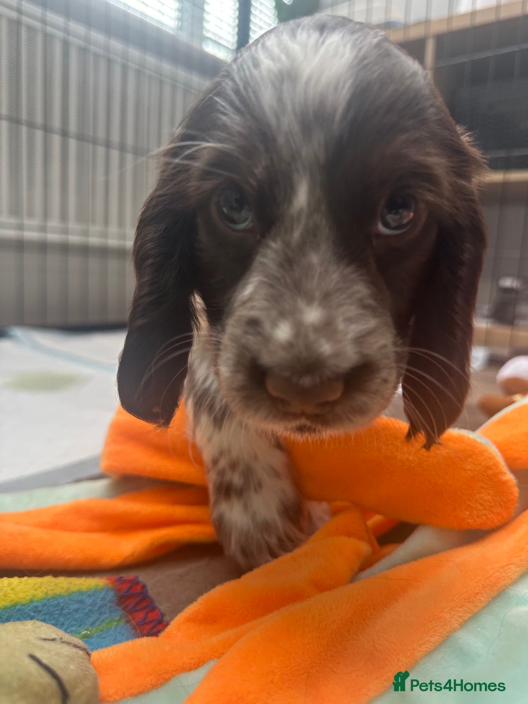 Cocker Spaniel dogs for sale: *READY TO LEAVE* Show Cocker Spaniel Pups - Image 1