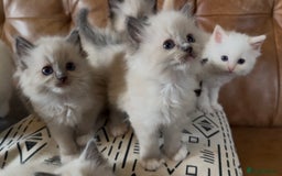 Ragdoll cats for sale: Stunning Ragdoll Kittens Flame/Blue/Seal - Image 4