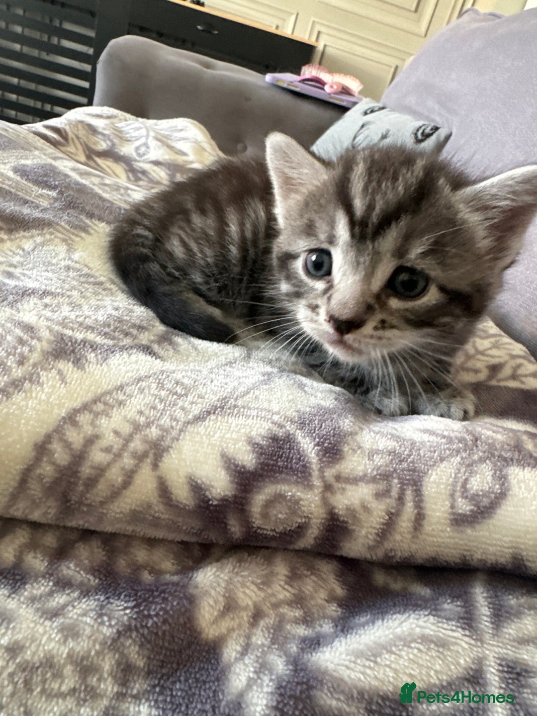 Bengal cats for sale: 4 beautiful part bengal kittens  - Image 7