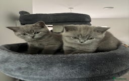 British Shorthair cats for sale: Blue British short hair kittens  in Braintree - Image 31