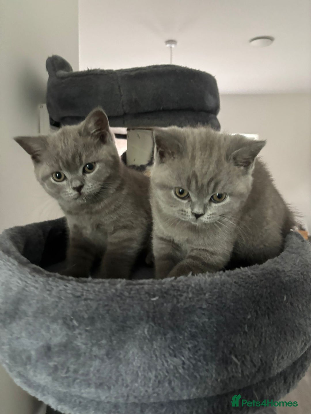 British Shorthair cats for sale: Blue British short hair kittens  in Braintree - Image 31