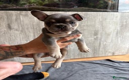 French Bulldog dogs for sale: French Bulldog Puppies - Image 1