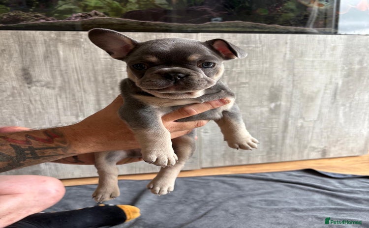 French Bulldog dogs - Advert 2