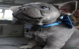 French Bulldog dogs for sale: French bulldog  puppies - Image 7